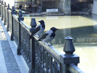 Прикрепленное изображение: n11.jpg